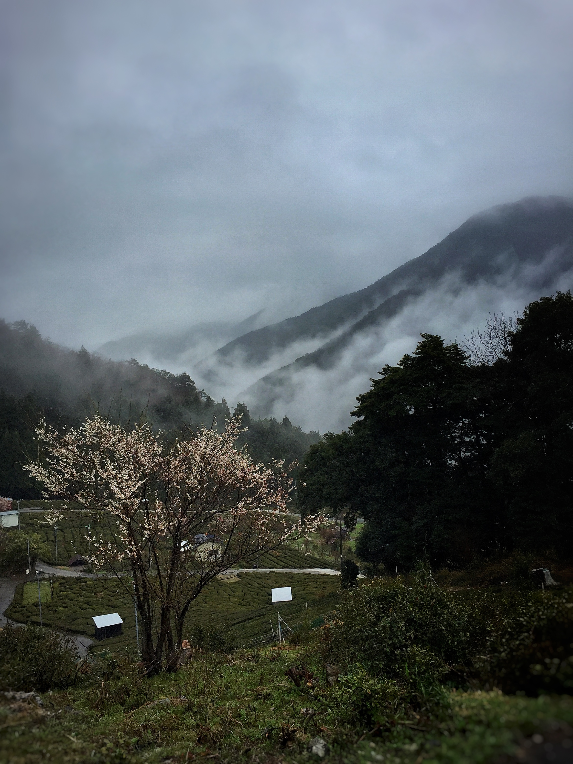 2017-0407 天空の茶畑にて